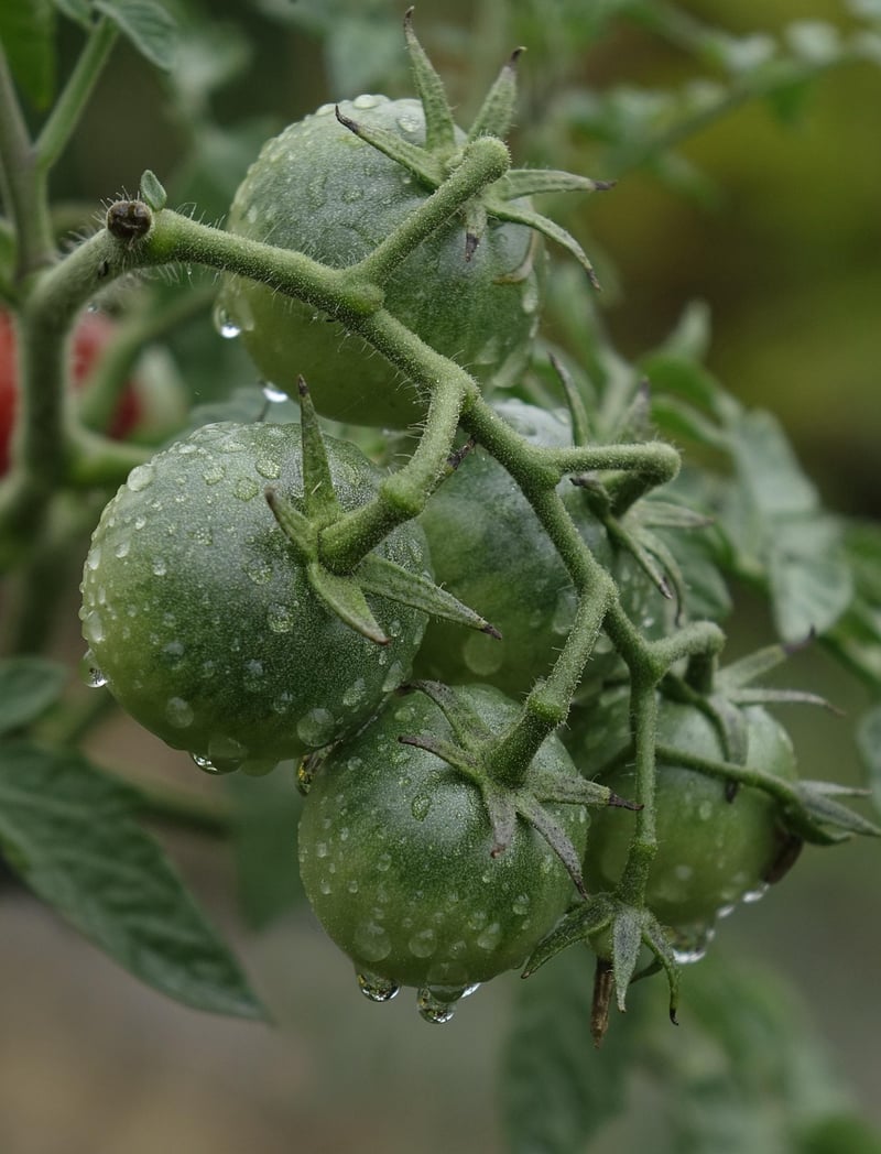 Tomatoes and Mushrooms